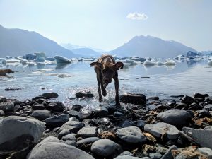 1st Place Pet Photo: Lake George in South Central Alaska by Sam Hartke
