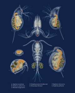 "Zooplankton” (Adobe Illustrator & Photoshop)