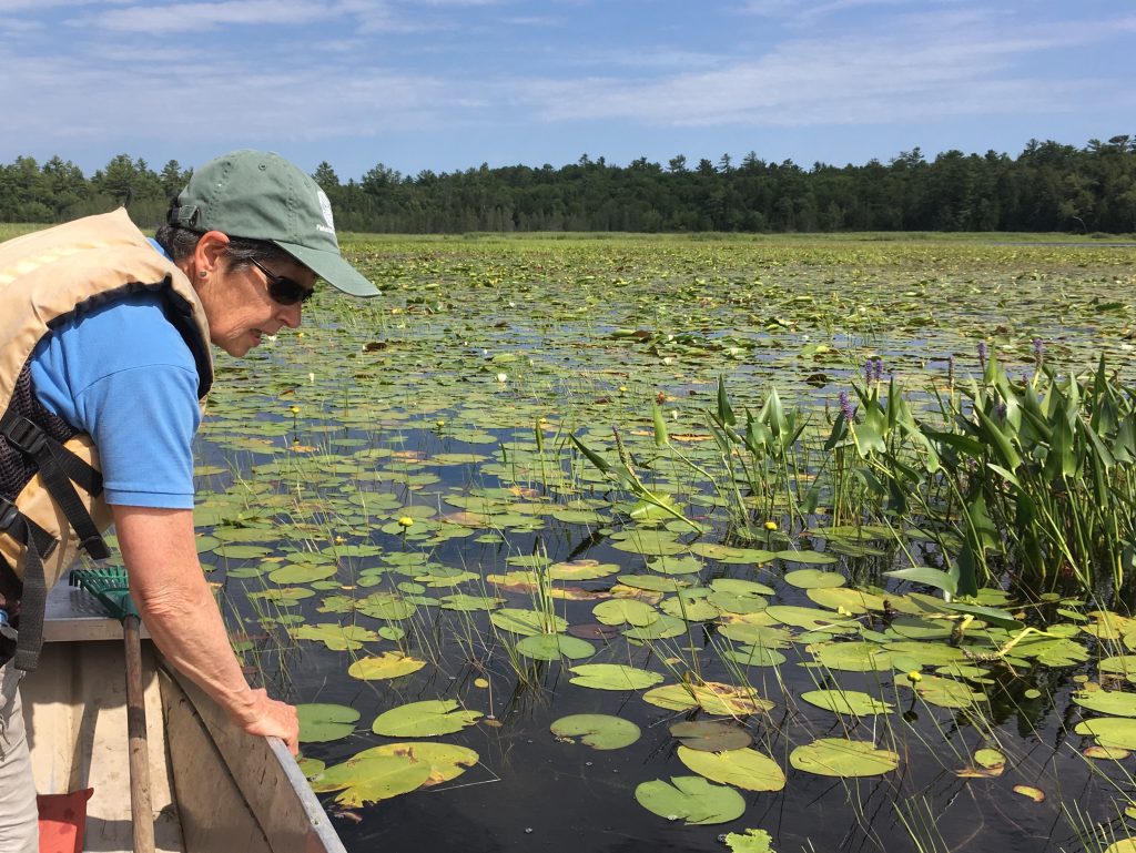 Susan Knight leans over the side of her “little baby jon boat” to identify plants in Allequash Lake. Photo: Adam Hinterthuer